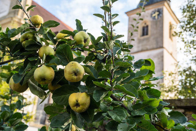 Historische Pfarrkirche Untereisenheim & Quitten (Foto: Jerry Louis Ruff)